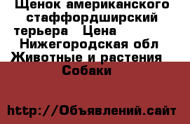 Щенок американского стаффордширский терьера › Цена ­ 10 000 - Нижегородская обл. Животные и растения » Собаки   